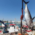 Primera 'levantá' de la almadraba de Barbate. Foto Barbate Turismo.