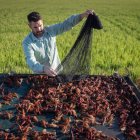 Un pescador de cangrejo rojo faena en los arrozales de Isla Mayor.