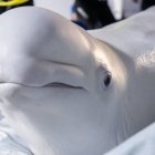 Una de las belugas rescatadas