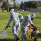 Labores de fumigación de parques y zonas verdes contra el mosquito del virus del Nilo.
AYTO.GUILLENA
(Foto de ARCHIVO)
09/6/2022