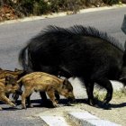 Una familia de jabalíes en una carretera de Málaga.