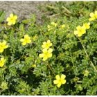 Tribulus terrestris