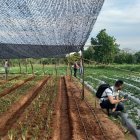 La Universidad Loyola (Sevilla) trabajando en el ámbito de la innovación aplicada a la agricultura para mejorar productividad.
UNIVERSIDAD LOYOLA
25/7/2024