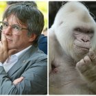 Carles Puigdemont y Copito de Nieve