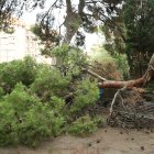 Árbol caído por las lluvias en el Parque del Oeste