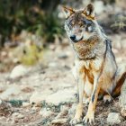 Lobo ibérico. Lobos. LESPRE