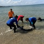 Equipos de rescate recuperan el tiburón del agua

REMITIDA / HANDOUT por OCEANOGRÀFIC
Fotografía remitida a medios de comunicación exclusivamente para ilustrar la noticia a la que hace referencia la imagen, y citando la procedencia de la imagen en la firma
24/9/2024