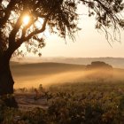 España es uno de los mayores exportadores de vino del mundo. 

REMITIDA / HANDOUT por BODEGAS LA HORRA
Fotografía remitida a medios de comunicación exclusivamente para ilustrar la noticia a la que hace referencia la imagen, y citando la procedencia de la imagen en la firma
25/9/2024