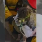 Rescate de los bomberos a un perro en Novelda