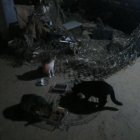 Gatos ante destrozos de la DANA