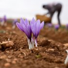 Archivo - Cultivo de azafrán de la Mancha.