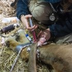 BIOPARC Valencia interviene con éxito al imponente león Lubango