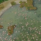 Imagen de flamencos volando sobre las marismas de Doñana.

11/7/2017