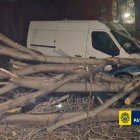 Árbol caído en Valencia
