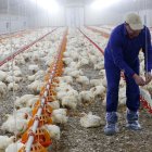 (Foto de ARCHIVO)
Avicultor en su granja de pollos.

UPA
16/6/2022