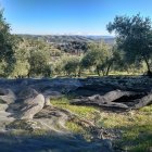 Olivar en Jaén.
10/1/2019