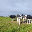 Archivo - Vacas de leche.