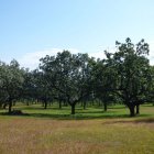 Archivo - Una finca rústica de titularidad municipal.