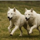 Recreación de la especie Lobo terrible, (Dire wolf)