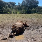 Cadáver de la vaca junto a su ternero tras ser atacadas por los buitres.