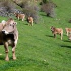 Archivo - Vacas en un prado.