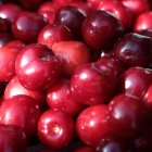 Arranca la certificación de las picotas de la DOP Cereza del Jerte con una previsión de 3.000 toneladas.