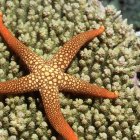 Una estrella de mar sobre un arrecife de coral. Investigadores de la Universidad de Cornell confirmaron que la bacteria Vibrio pectenicida provocó la desaparición de miles de millones de ejemplares en la costa del Pacífico, el mayor brote de enfermedad marina documentado hasta la fecha.
