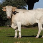 La vaca Blanca Cacereña está reconocido como raza cien por cien autóctona.
11/9/2017