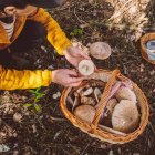 La recolección de setas es una práctica tradicional en muchas regiones de España, pero está sujeta a normativas específicas que regulan la cantidad permitida por persona y día.