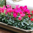 Una bandeja de ciclámenes en flor transforma instantáneamente una terraza o balcón en un rincón lleno de vida y color.