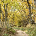 El camino que parece hecho para el otoño