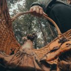 El secreto de las setas