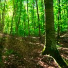Fageda d’en Jordà (Girona)