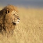 El estrés moderno activa en tu cuerpo la misma respuesta que si pelearas contra leones, según un nuevo análisis