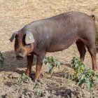 (Foto de ARCHIVO)
Un cerdo en una granja, a 19 de octubre de 2025, en Salamanca, Castilla y León (España). Varios jabalíes han aparecido muertos a causa de la peste porcina después de que la Generalitat anunciase el pasado sábado, 29 de noviembre, el hallazgo de otros cuatro animales muertos a causa de esta infección. Planas recordó el sábado que la peste porcina africana no afecta a los humanos y que la prioridad en este momento es contener la el virus y limitar el impacto económico en el sector porcino.

Rafael Bastante / Europa Press
01 DICIEMBRE 2025
19/10/2025