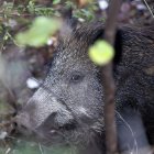 (Foto de ARCHIVO)
November 24, 2025, Montpellier, Occitanie, France: Des sangliers se promenent dans le quartier de la paillade

Europa Press/Contacto/Guillaume Bonnefont
24/11/2025