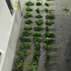 Plantas de marihuana incautadas

REMITIDA / HANDOUT por GUARDIA CIVIL
Fotografía remitida a medios de comunicación exclusivamente para ilustrar la noticia a la que hace referencia la imagen, y citando la procedencia de la imagen en la firma
05/12/2025