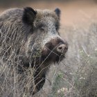 Jabalí

REMITIDA / HANDOUT por FEDEXCAZA
Fotografía remitida a medios de comunicación exclusivamente para ilustrar la noticia a la que hace referencia la imagen, y citando la procedencia de la imagen en la firma
10/12/2025