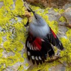 Ejemplar de treparriscos en Puebla de Guzmán (Huelva).

REMITIDA / HANDOUT por JUNTA DE ANDALUCÍA
Fotografía remitida a medios de comunicación exclusivamente para ilustrar la noticia a la que hace referencia la imagen, y citando la procedencia de la imagen en la firma
22/12/2025