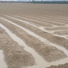 Asaja Alicante valora las últimas lluvias como un "regalo de Navidad" para el campo.

REMITIDA / HANDOUT por ASAJA ALICANTE
Fotografía remitida a medios de comunicación exclusivamente para ilustrar la noticia a la que hace referencia la imagen, y citando la procedencia de la imagen en la firma
26/12/2025