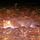El gato de cabeza plana.
