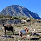 Las cabras comen los restos vegetales en la Plana del Montgó.