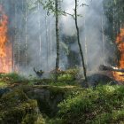En el programa Visual Seveif todo esto está contemplado con el objetivo de que la estimación del impacto económico de los incendios forestales sea lo más precisa posible / Pixabay