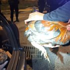 Uno de los gallos intervenidos durante la operación de la Policía Local de Elche.