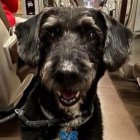 Boro, el perro desaparecido de una de las víctimas del accidente ferroviario de Adamuz, Córdoba.