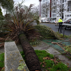 Una palmera caída en Sevilla durante el tren de borrascas.