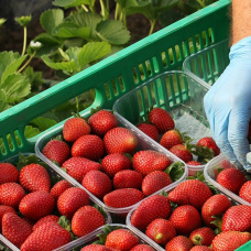 Fresones de Mercadona