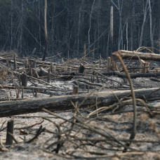 bOSQUES QUEMADOS