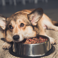 Foto de archivo. Un perro junto a su comida solo en casa.