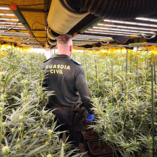 Agente de la Guardia Civil en una plantación de marihuana en una imagen de archivo. Europa Press.